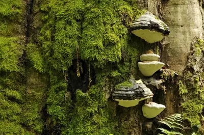 Naturlandschaft in der Nähe der Ferienwohnung