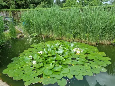 Ein Garten an der Unterkunft Ferienwohnung Schorfheide Krüger