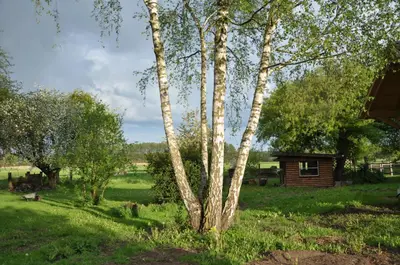 Ein Garten an der Unterkunft Villa Osterloff