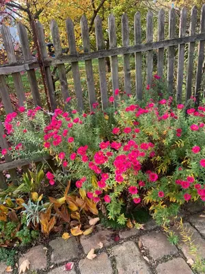 Ein Garten an der Unterkunft Ferienwohnung Sophie