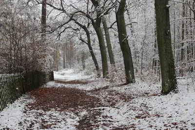 Moderne Wohnung im skandinavischen Stil am Waldrand im Winter