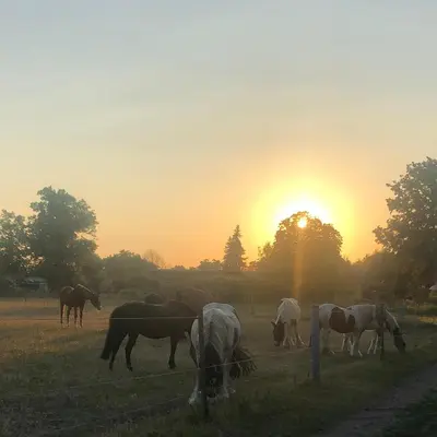 Tiere in der Ferienwohnung oder in der Nähe
