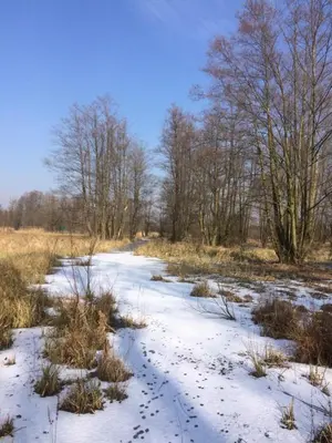 Storchenblick im Winter