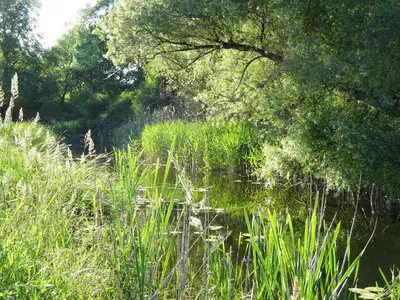 Naturlandschaft in der Nähe der Ferienwohnung