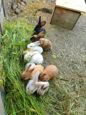 Tiere in der Ferienwohnung oder in der Nähe