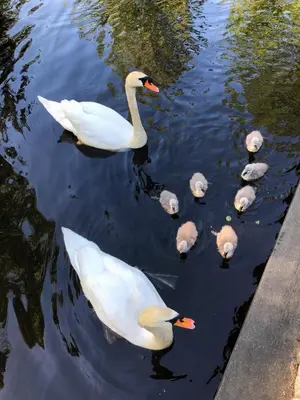 Tiere im Ferienhaus oder in der Nähe