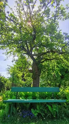 Ein Garten an der Unterkunft Spreewälder Schwalbenhof - Ferienhaus 