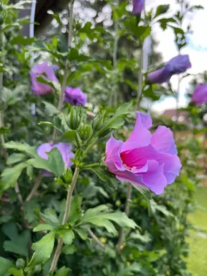 Ein Garten an der Unterkunft CASALINO DI ANNA