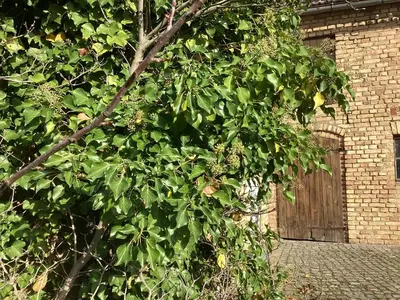 Ein Garten an der Unterkunft Haus Lies