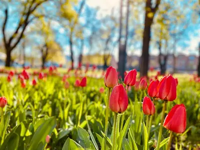 Ein Garten an der Unterkunft Schöne Aussichten mitten in Berlin - il sole