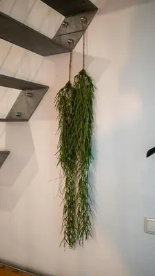 Grundriss der Unterkunft Boxi Jungle House - unique in Friedrichshain - 3BR