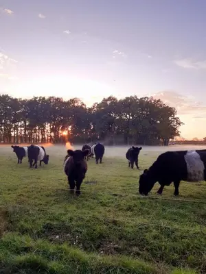 Tiere in der Ferienwohnung oder in der Nähe