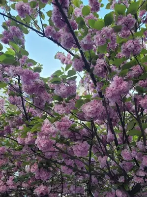 Ein Garten an der Unterkunft Dorfstübchen