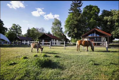 Tiere in der Ferienwohnung oder in der Nähe