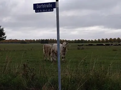 Tiere in der Ferienwohnung oder in der Nähe